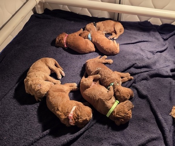 Medium Photo #4 Goldendoodle Puppy For Sale in COLLINSVILLE, IL, USA