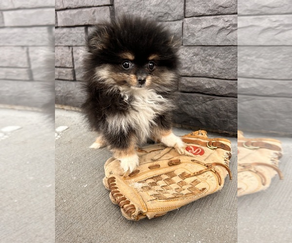 Medium Photo #5 Pomeranian Puppy For Sale in MIDDLEBURY, IN, USA