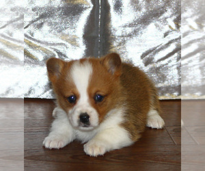 Pembroke Welsh Corgi Puppy for sale in SOLDIER GROVE, WI, USA