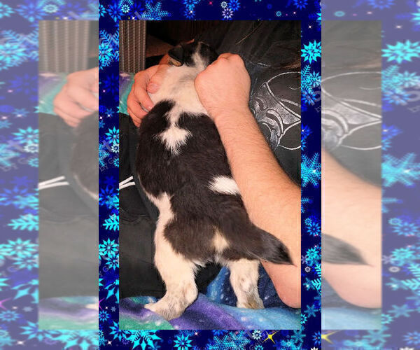 Medium Photo #13 Pembroke Welsh Corgi Puppy For Sale in GALLEGOS, NM, USA