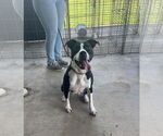 Small #1 Mutt
