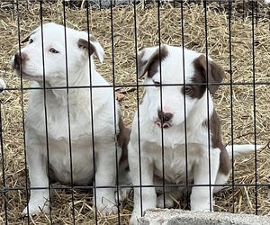 Border Collie Puppy for sale in STARK CITY, MO, USA
