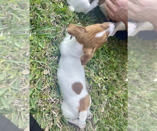 Medium Photo #25 Jack Russell Terrier Puppy For Sale in FORT PIERCE, FL, USA