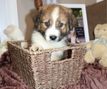 Puppy Puppy 4 Dan Australian Shepherd