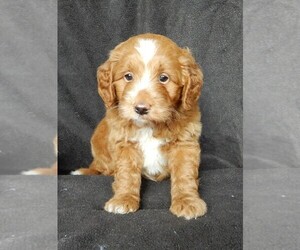 Goldendoodle (Miniature) Puppy for sale in FREDERICKSBURG, OH, USA