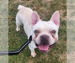 Small #1 French Bulldog