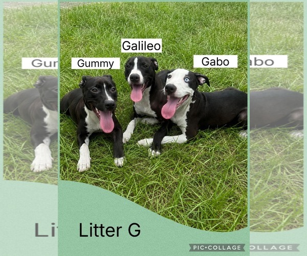 Medium Photo #2 Dalmatian-Whippet Mix Puppy For Sale in Virginia Beach, VA, USA