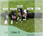 Small #1 Dalmatian-Whippet Mix
