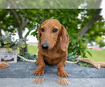 Small #2 Dachshund