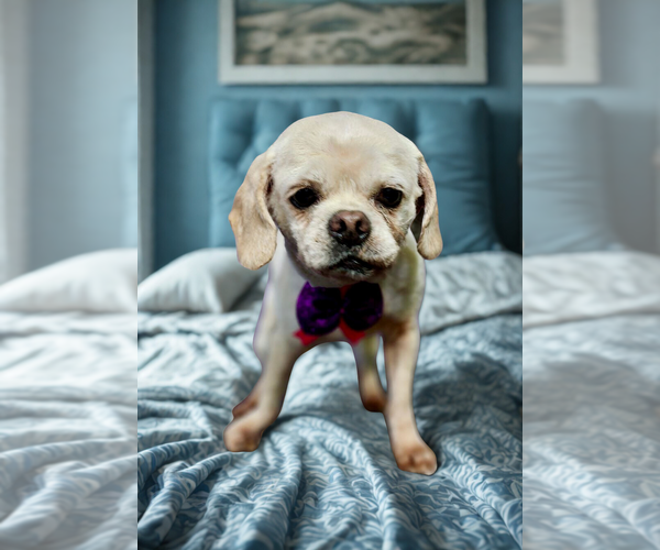 Medium Photo #1 Puggle Puppy For Sale in San Diego, CA, USA