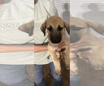 Small Black Mouth Cur Mix