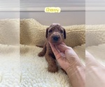 Small Photo #5 Goldendoodle Puppy For Sale in TOMBALL, TX, USA
