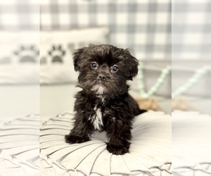 Shorkie Tzu Puppy for sale in MARIETTA, GA, USA