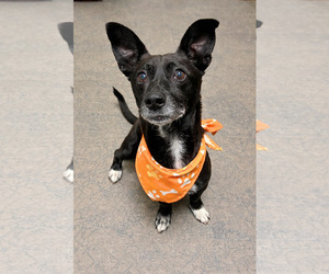 Chiweenie Dogs for adoption in La Verne, CA, USA