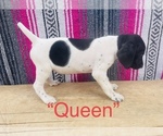 Small #3 German Shorthaired Pointer