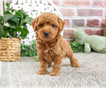 Small #5 Poodle (Miniature)