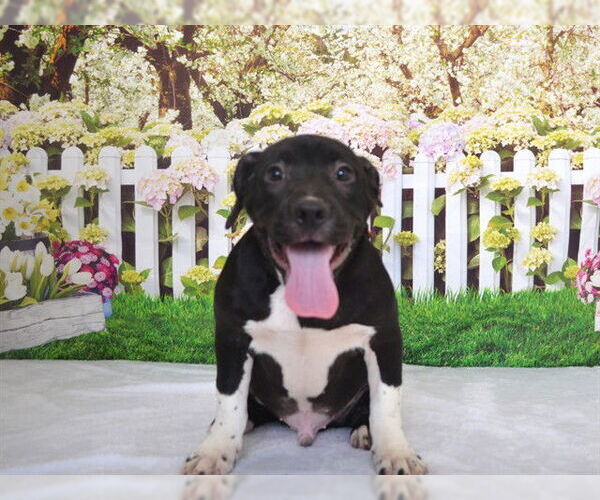 Medium Photo #2 Mutt Puppy For Sale in Oroville, CA, USA