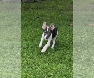 Harper - Female Siberian Husky-Unknown Mix Dog for Adoption - Photo #3