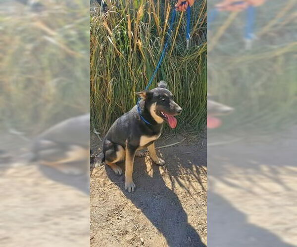 Medium Photo #6 German Shepherd Dog-Unknown Mix Puppy For Sale in Lake Forest, CA, USA