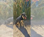 Small #5 German Shepherd Dog Mix