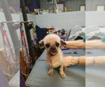 Small #2 Shih Tzu Mix