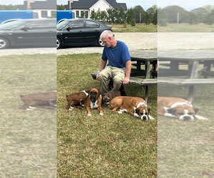 Boxer Litter for sale in ABBEVILLE, SC, USA