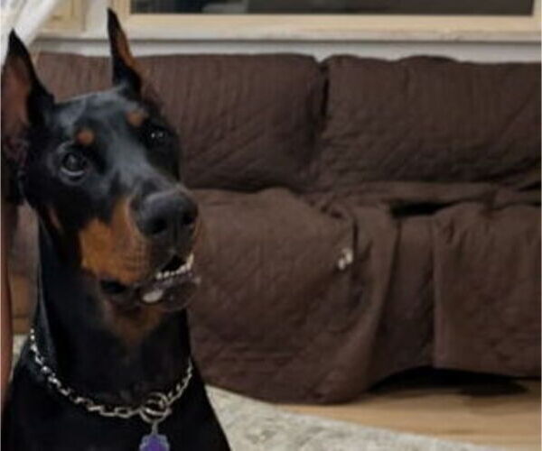 Medium Photo #13 Doberman Pinscher Puppy For Sale in MORRISTON, FL, USA