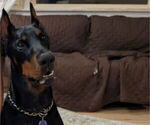 Ranger - Male Doberman Pinscher Puppy for Sale - Photo #13