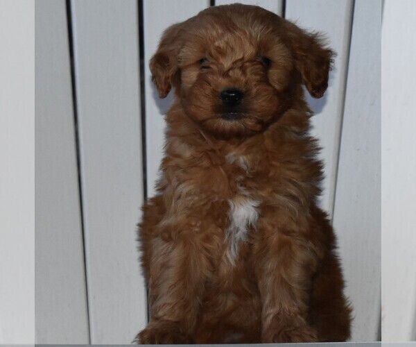 Medium Photo #3 Goldendoodle-Poodle (Miniature) Mix Puppy For Sale in MIFFLINTOWN, PA, USA