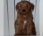 Small Photo #3 Goldendoodle-Poodle (Miniature) Mix Puppy For Sale in MIFFLINTOWN, PA, USA