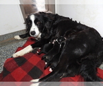 Small Photo #13 Border Collie Puppy For Sale in CARLISLE, KY, USA