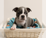 Small #1 Boston Terrier