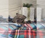 Small #11 French Bulldog