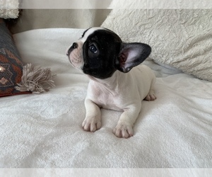 French Bulldog Puppy for sale in JOHNS ISLAND, SC, USA