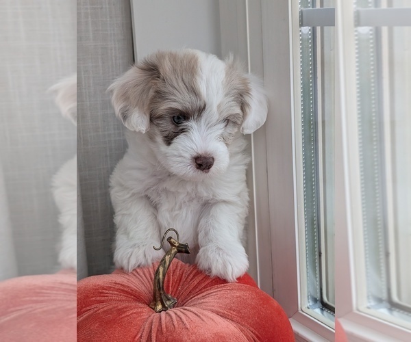 Medium Photo #2 Miniature Australian Shepherd-Poodle (Toy) Mix Puppy For Sale in CICERO, NY, USA