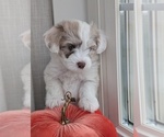 Small #1 Miniature Australian Shepherd-Poodle (Toy) Mix