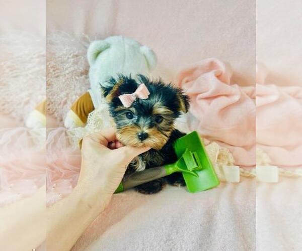 Medium Photo #6 Yorkshire Terrier Puppy For Sale in THONOTOSASSA, FL, USA
