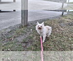 Small #16 Chihuahua Mix