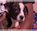 Small Photo #15 Boston Terrier-Collie Mix Puppy For Sale in COLUMBUS, OH, USA