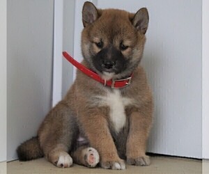 Shiba Inu Puppy for sale in FREDERICKSBG, OH, USA
