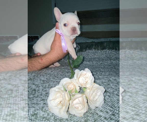 Medium Photo #8 French Bulldog Puppy For Sale in MIAMI, FL, USA