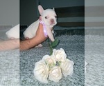 Small Photo #8 French Bulldog Puppy For Sale in MIAMI, FL, USA