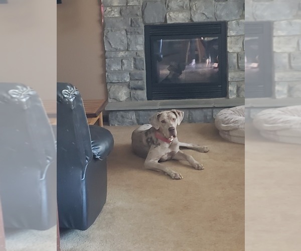 Medium Photo #1 Great Dane Puppy For Sale in DUSHORE, PA, USA