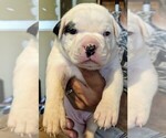 Small Photo #10 American Bulldog Puppy For Sale in MILLS RIVER, NC, USA