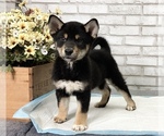 Small Photo #3 Shiba Inu Puppy For Sale in SAN DIEGO, CA, USA