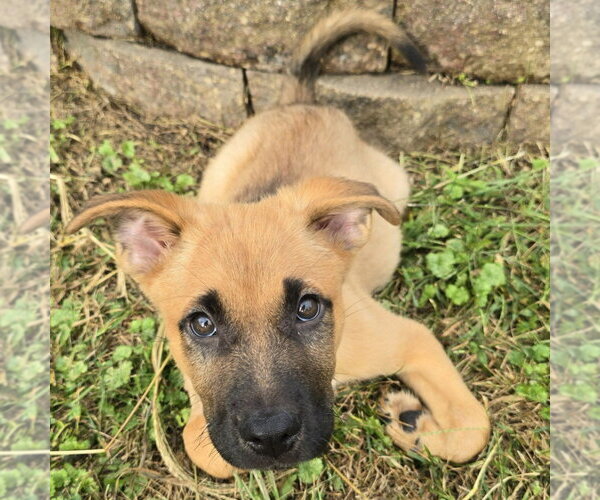 Medium Photo #4 German Shepherd Dog-Unknown Mix Puppy For Sale in Minneapolis, MN, USA