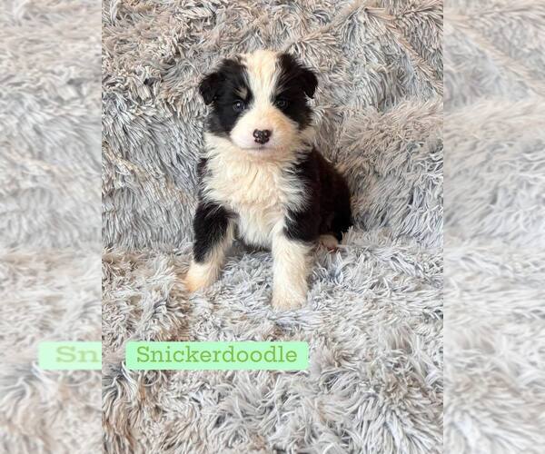 Medium Photo #1 Border Collie-Unknown Mix Puppy For Sale in New York, NY, USA