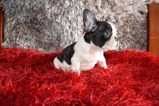 French Bulldog Puppy for sale in RICHMOND HILL, NY, USA