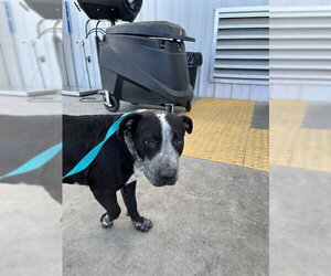 Texas Heeler-Unknown Mix Dogs for adoption in Bakersfield, CA, USA