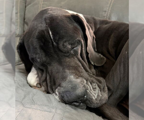 Medium Photo #11 Great Dane Puppy For Sale in Sandy, UT, USA